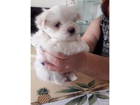 Maltese terrier yavrularımız canlı görerek alabilirsiniz