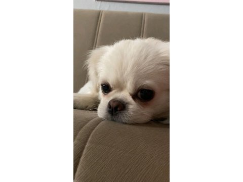 Çiftleştirme için pekinez köpeğimizi