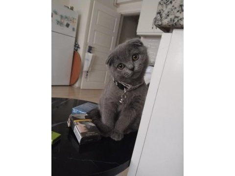 Acil yuva scottish fold kedimize