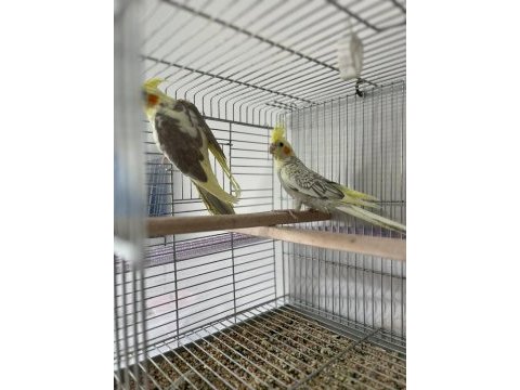 5 adet yavru sultan 3 lutino 2 pied acil satılık