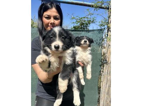 Zeka küpü border collie yavrularım