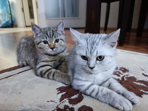 Oyuncu 3 aylık erkek iki british shorthair yavrularımız