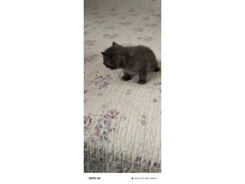 2 aylık dişi british shorthair