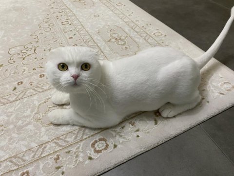 Scottish fold yavrumuza yuva ücretsiz sahiplendirme