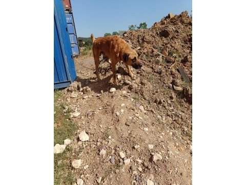 Adamcıl 3 yaşında kangal kopeği
