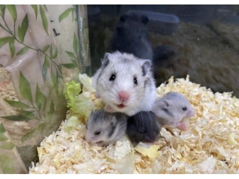 Petshop lara hamster çıkış noktası