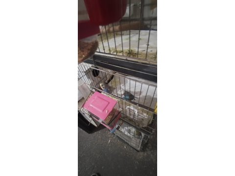 Yeni çiftleşmiş yumurta hazırlığında çift muhabbet kuşu
