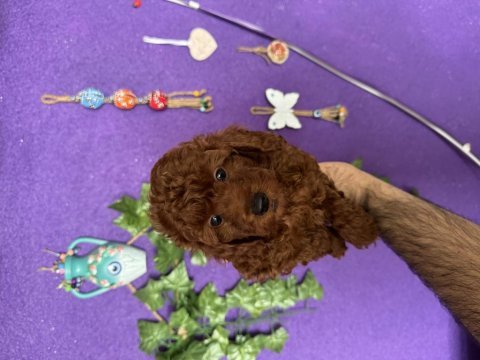 Scrli ırk sağlık boy kg garantili dark red brown poodle
