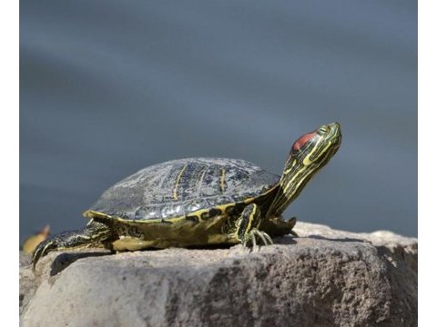Kaplumbağa kırmızı yanak tospa