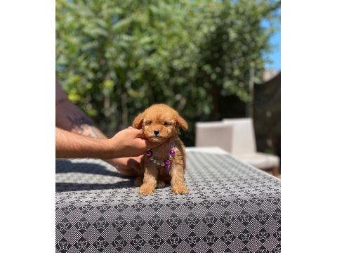 Poodle en mikrosu en özeli benim olsun isteyenlere