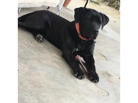 9 aylık cane corso