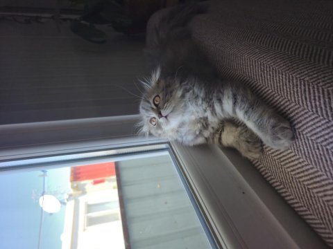 Sahiplendirilecek scottish fold