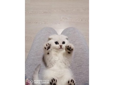 Koca kafa gerçek scottish fold yavruları