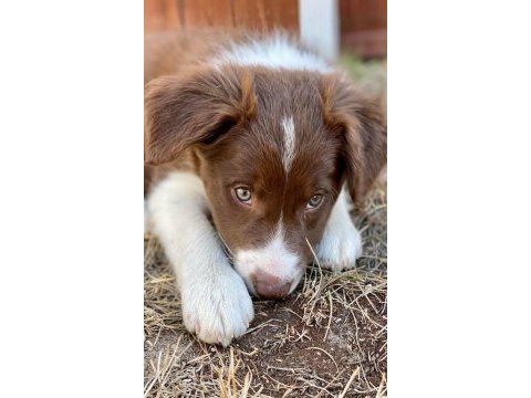 Border collie bebekler teslime hazır