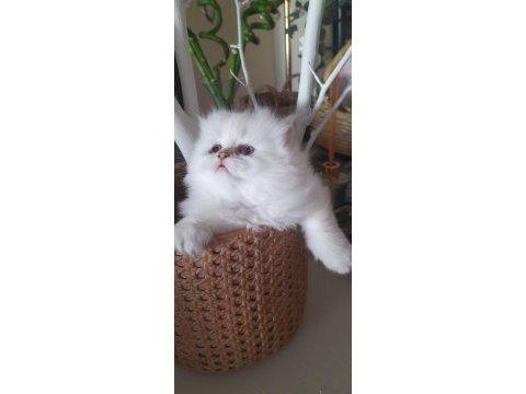 Yakışıklı prens adayı british longhair