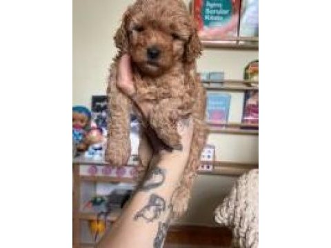 Erkek dişi toy poodle