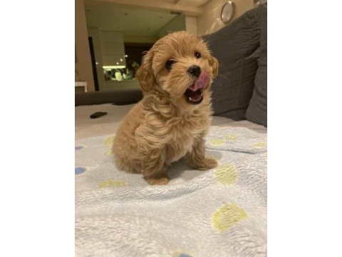 Maltipoo köpeklerimiz