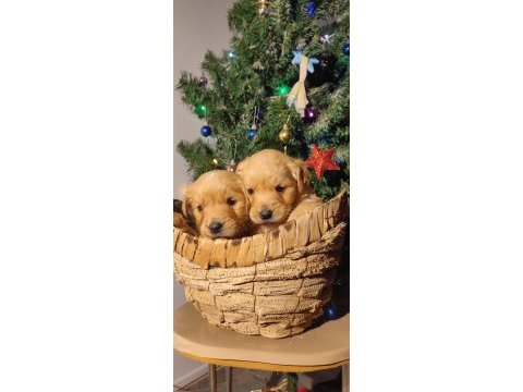 Safkan golden retriever yavruları