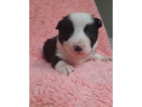 Border collie köpeği yavrum
