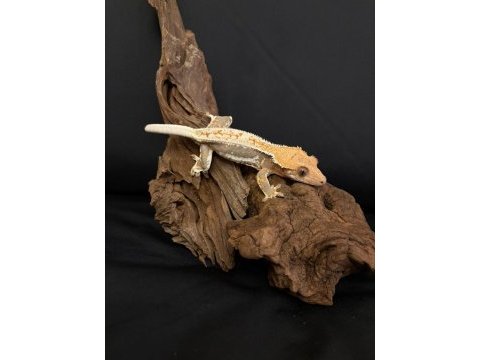 Evil crested geckolar