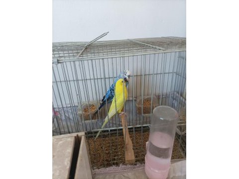 Muhabbet kuşu evinizin neşesi olacaklar