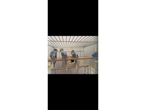 30 günlük yavru muhabbet kuşları
