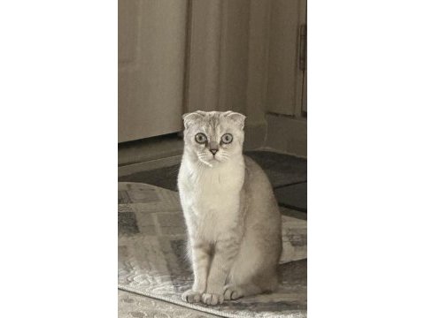 Scottish fold dişi ücretsiz
