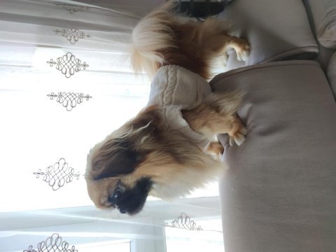 Pekinez cins köpekler acil yuva aranıyor