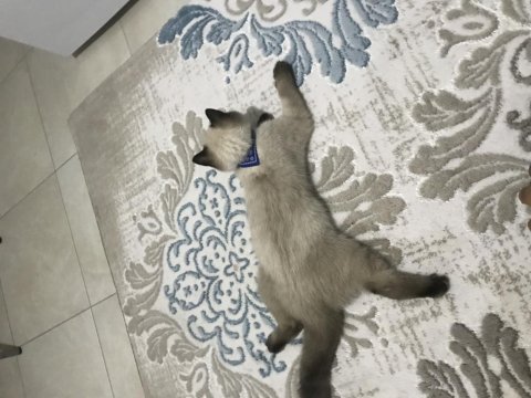 Bakmaya kıyamadığım british shorthair