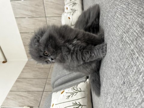 İpek tüylü scottish longhair yavru