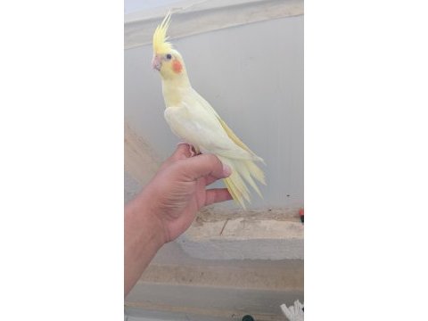Kuşumuz yavru yeni yem kirmaya basladi