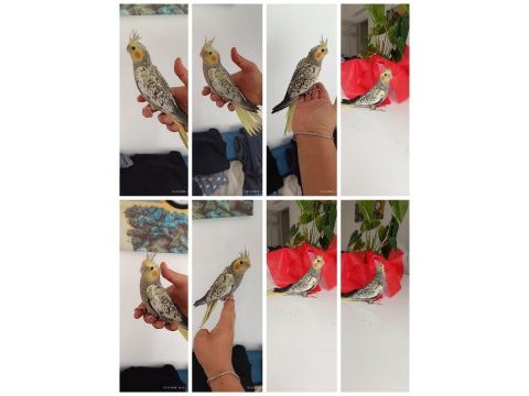 45 günlük ev üretimi renk güzeli perl sultan papağanları