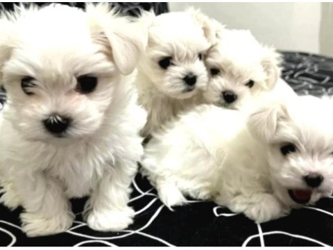 0 numara maltese bebeklerimiz