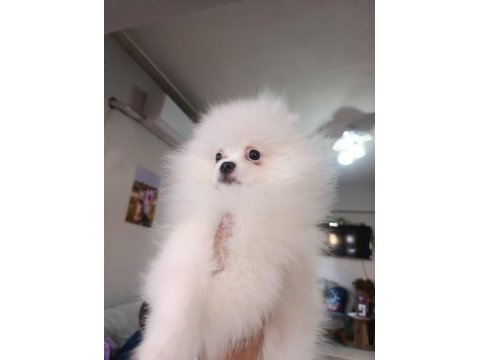 Pomeranian erkek 3,5 aylık