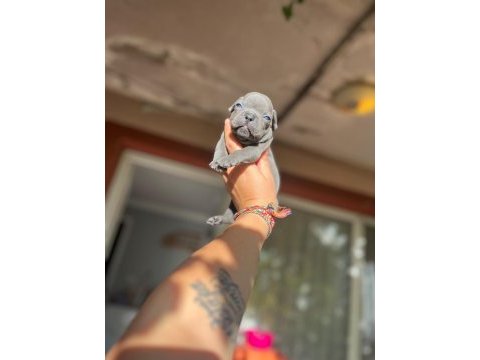 French bulldog mavişlerimi görmeye ne dersiniz