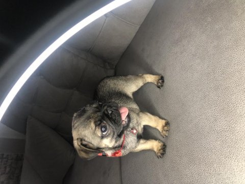 Dişi pug yavrumuz yeni ailesini arıyor
