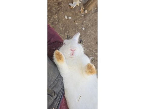 Tavşanlar evsiz kalmasın