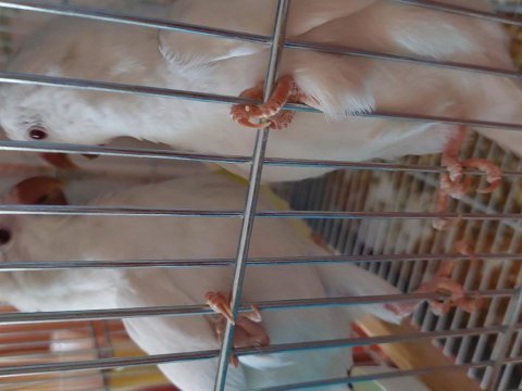 Albino monk papağanı