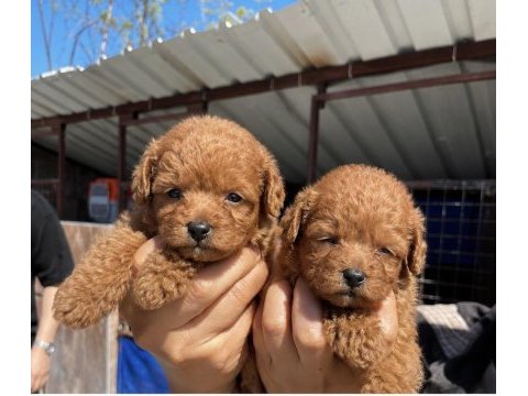 Toy poodle yavrularımız