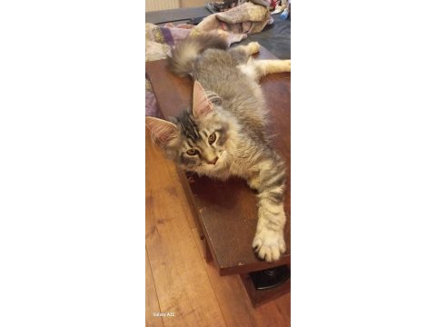Safkan son erkek maine coon yavru istanbul içine