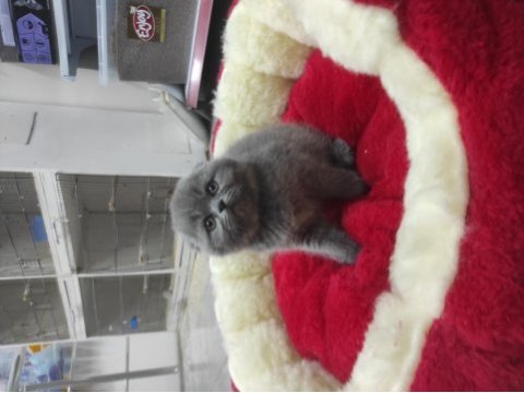 Kaliteli scottish fold yavrular