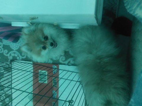 Pomeranian boo tilki surat