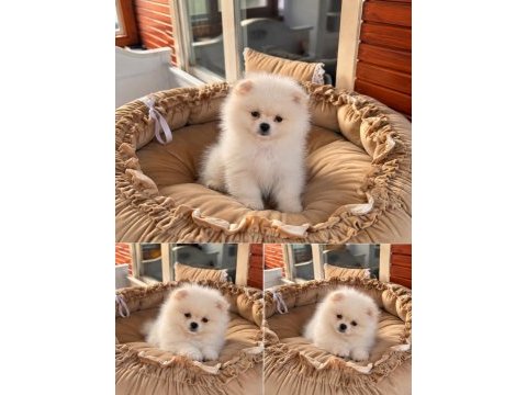 Pomeranian boo teddy face 