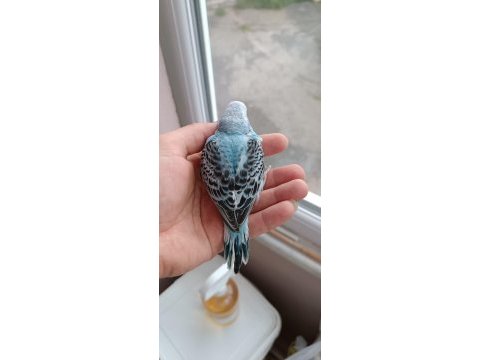 Yeni yeme düşmüş muhabbet kuşu yavrular