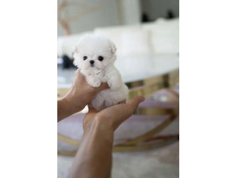 Kore maltese köpeklerimiz gelmiştir