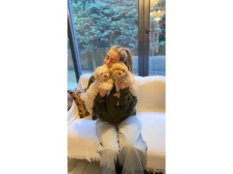 Eşsiz bir maltipoo deneyim için bizi aramadan karar vermeyin
