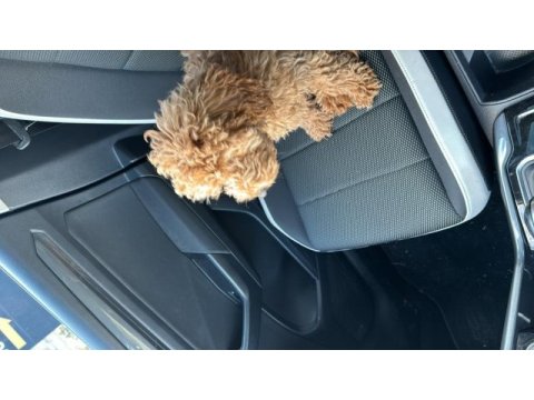 Eğitimli poodle