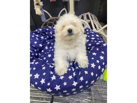 Maltipoo ve maltese yavrularımız mevcuttur