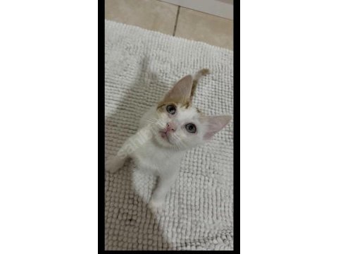 Tam bir yuva kedisi çok akıllı