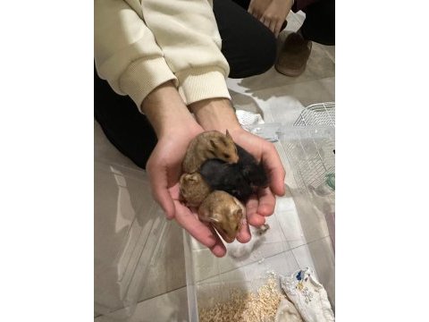 Suriye hamster sağlıklı sahiplendirme